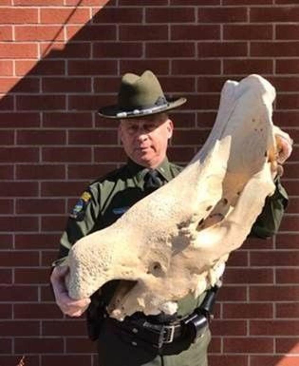 Upper Hudson Valley Man Accused of Selling Illegal Rhino Skull