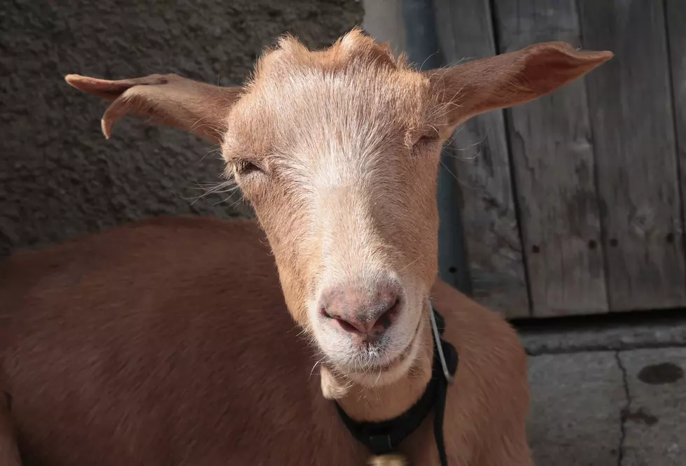Hudson Valley Goats Get Summer Job in NYC