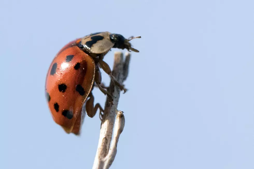 Ladybug Release at the Hudson Highlands Nature Museum