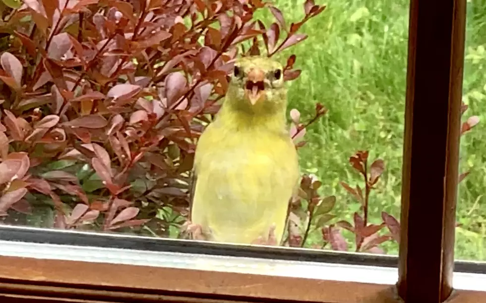 Why Birds Are Violently Pecking Windows In CNY