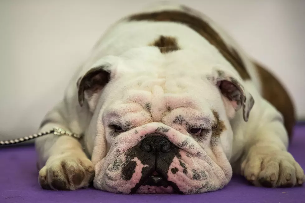 Ozzie Fund Yard Sale at Kingston Nissan To Benefit Animals