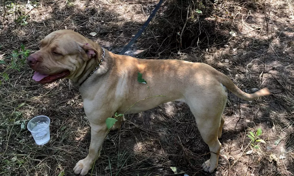 Dog Left for Dead, Tied to a Tree