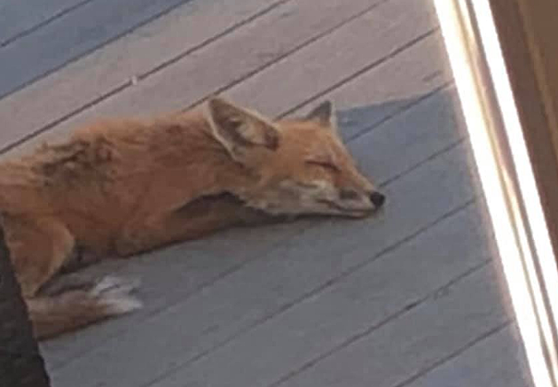 Fox Makes Himself at Home on Hudson Valley Homeowner&#8217;s Deck