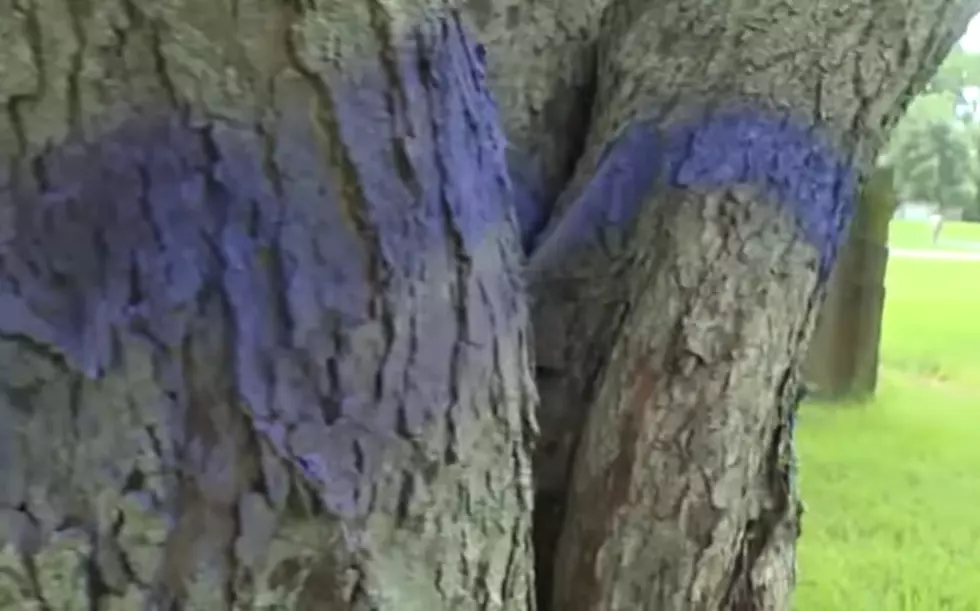 If You See Purple Paint in the Woods In CNY, Then Get Out