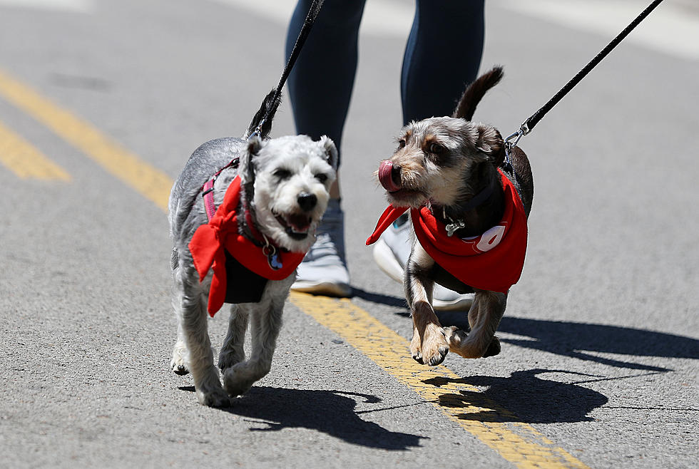 Ulster County SPCA Doggie Dash