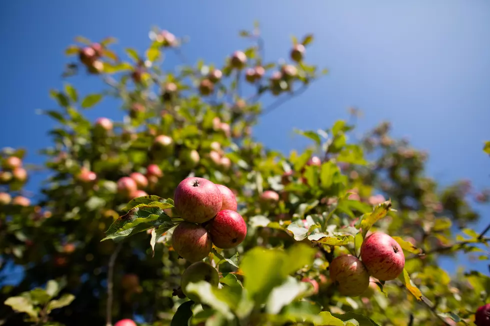 Old Fashioned Cider Tasting and More this Saturday