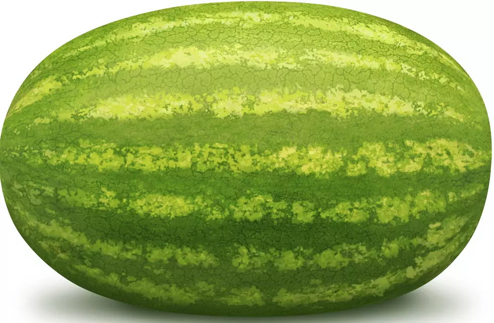 Monster Watermelon Growing in Orange County