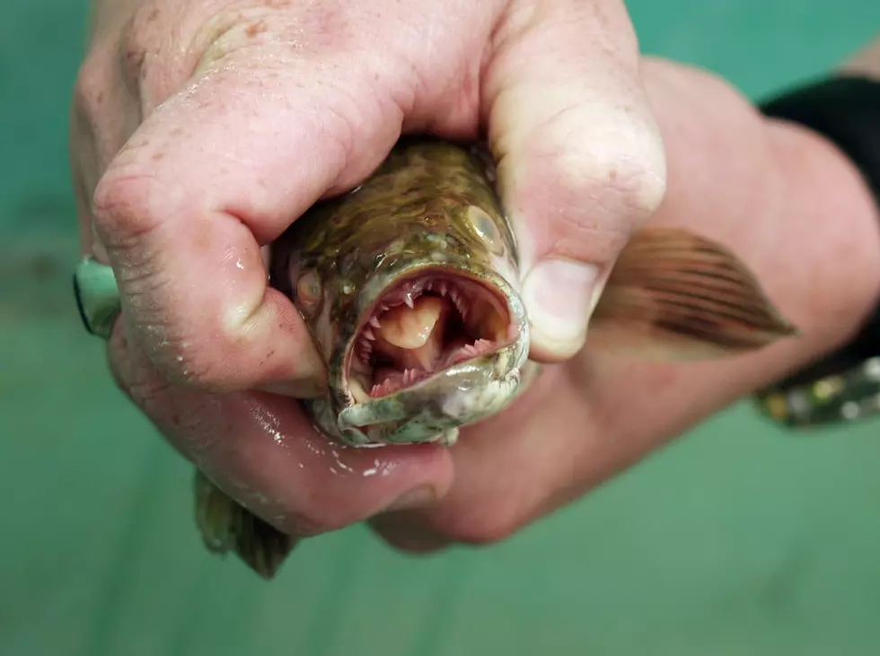 Immediately Kill This Air-Breathing Fish Found in Hudson Valley