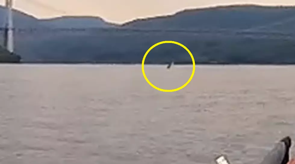 Enormous &#8216;Monster Fish&#8217; Spotted Jumping Out of Hudson River