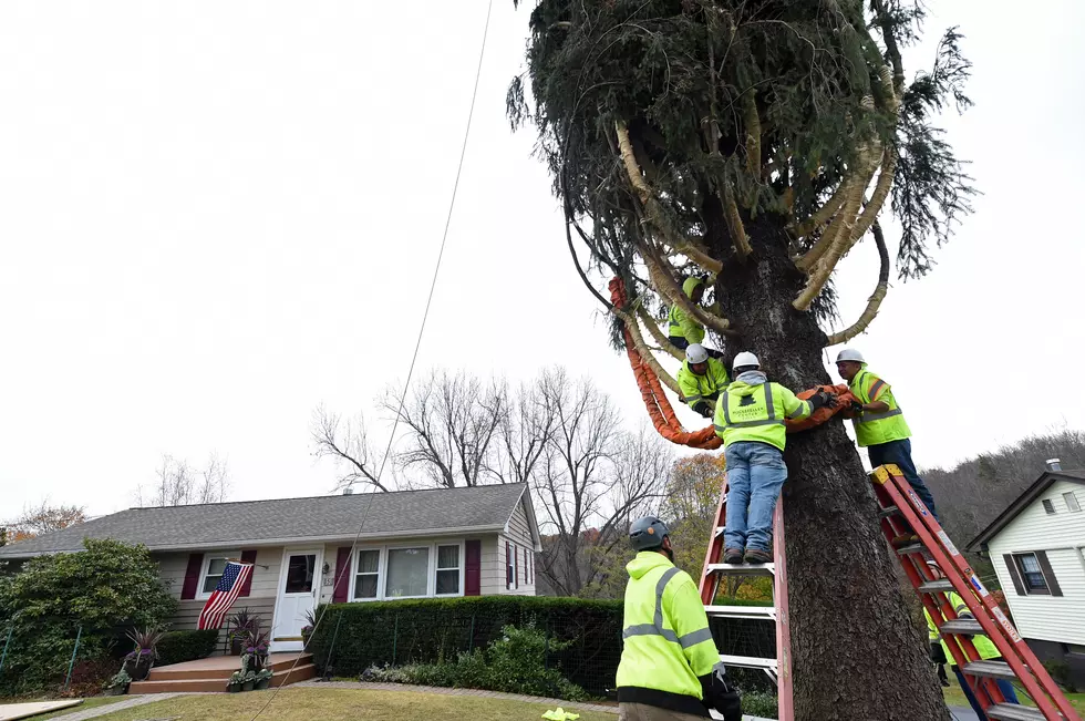 2019 Rockefeller Center Christmas Tree Cutting in Florida, NY