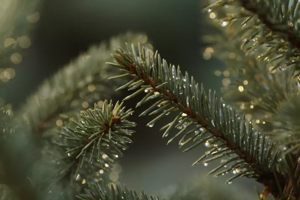 Hudson Valley Christmas Trees Infested With Thousands of Bugs