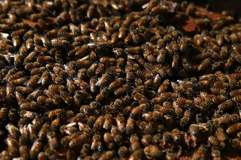 New York Home May House the Biggest Indoor Bee Hive in the State