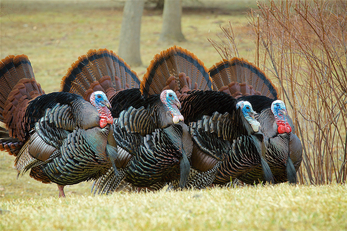 WEIRD: Wild Turkeys Terrorize New Jersey Town