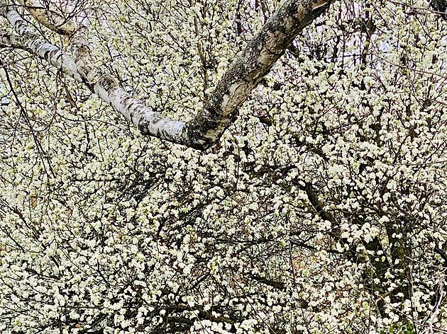 Semen-Smelling Trees Blooming Early This Year in Hudson Valley