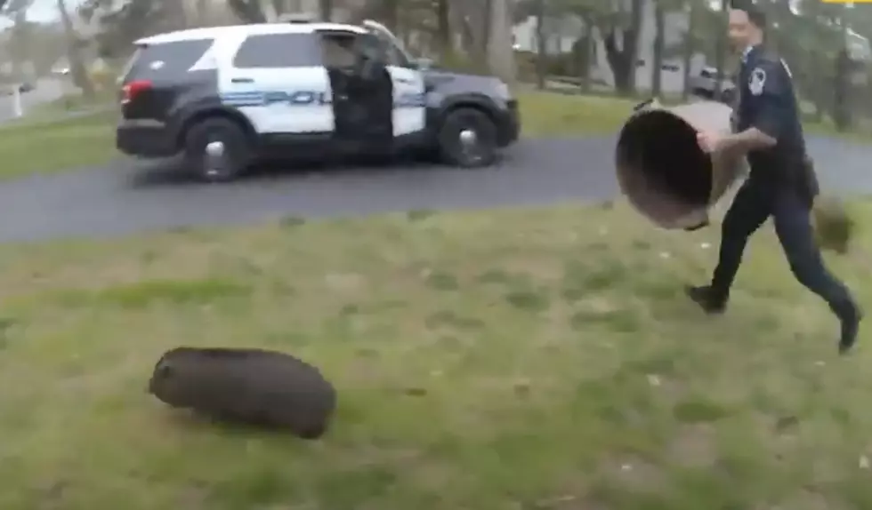 In Other News&#8230;Pig Leads Police on 45 Minute Chase in Connecticut
