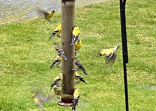 Turn Your Hudson Valley Yard Into a Goldfinch Haven