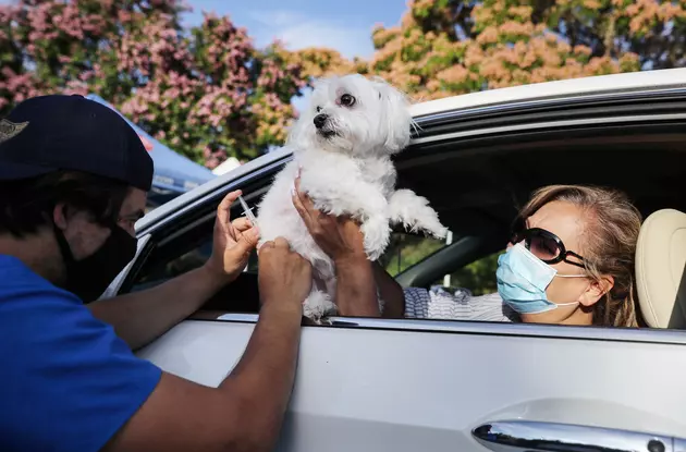 Free Drive-Thru Rabies Clinic July 31 in Kingston