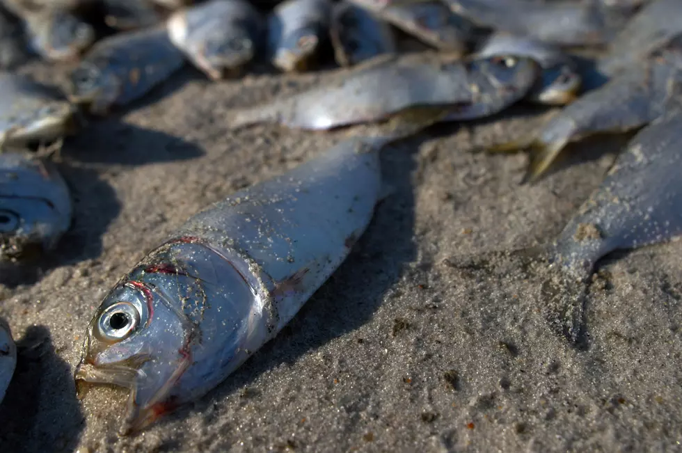 Why Are So Many Fish Dying in the Hudson River This Month?