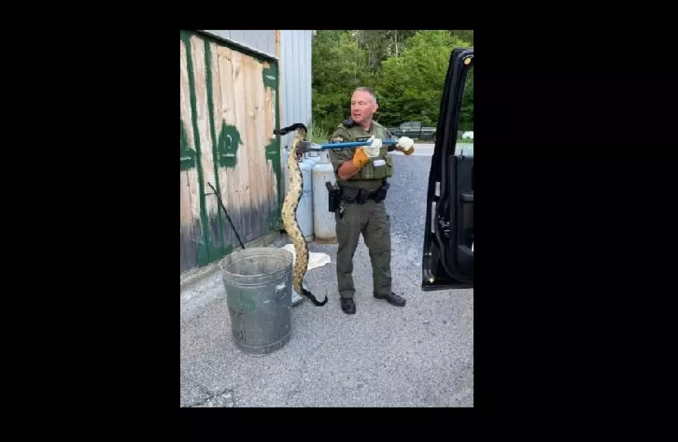 Trapped Timber Rattlesnake Surprises Upstate Vacationers