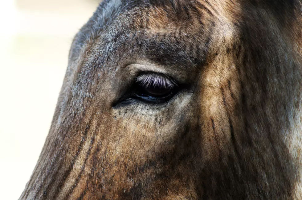 Teens Allegedly Break Into Farm In Northern New Jersey, Smear Donkey In Lipstick