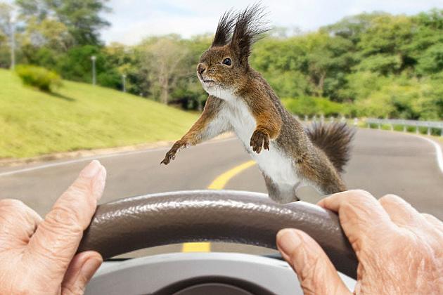 Solved: Why Hudson Valley Squirrels &#8216;Dance&#8217; In Front Of Your Car