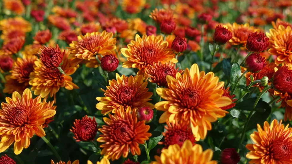 Warning: Popular Fall Flowers Can Be Deadly