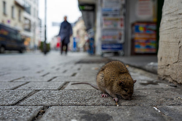 Yuck! Several New York State Areas Rank High For Rat-Infestation