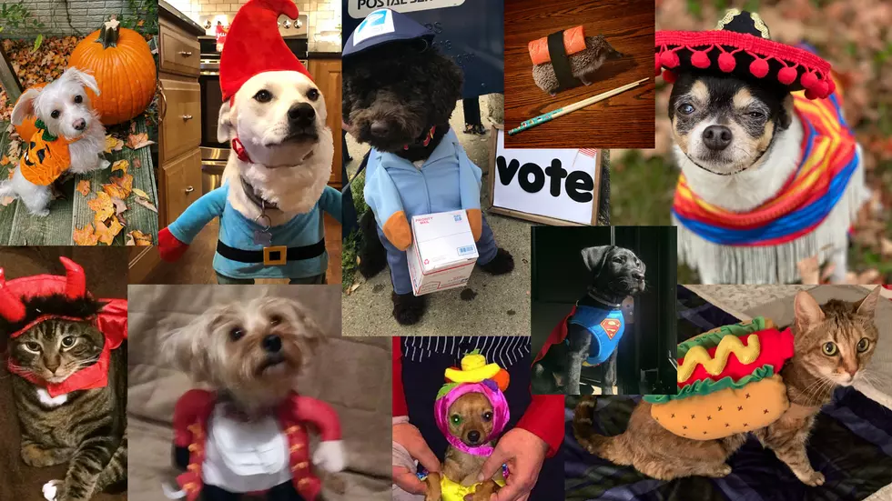 Hudson Valley Pet Halloween Costume Contest Winners for 2020