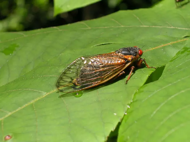 Millions of Cicadas Expected to Invade Hudson Valley This Summer