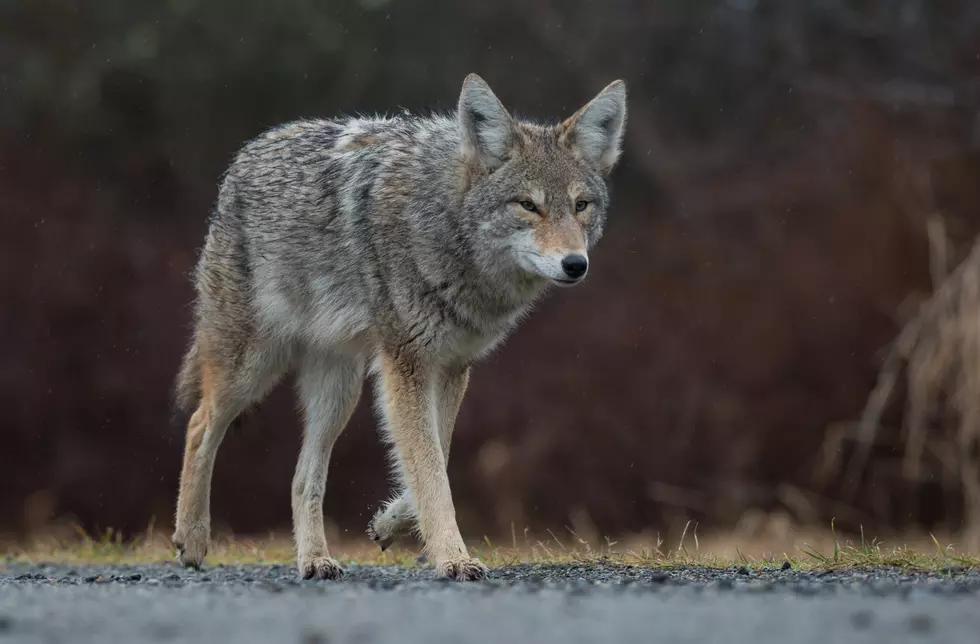 DEC Issues Guidance to Avoid Coyote Conflicts