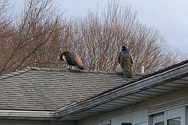 Wild Peacocks Rescued After HV Resident Lures Them Into Garage