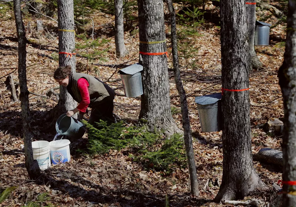 4 Places to Celebrate the Magic of Maple Syrup Making in the Hudson Valley