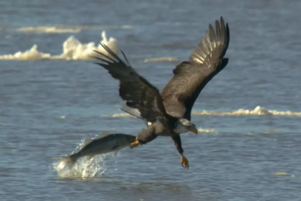 Bald Eagle Caught Grabbing Fish Right Out of Hudson River