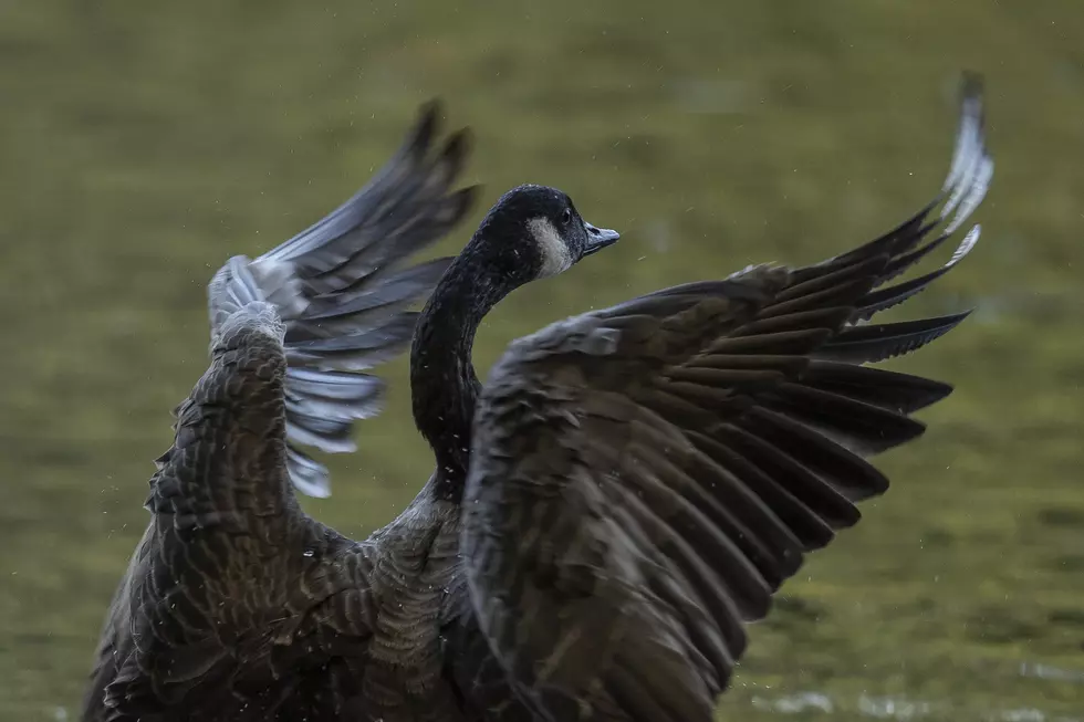 Angry Goose Attacks People Near Diner In Northern New Jersey