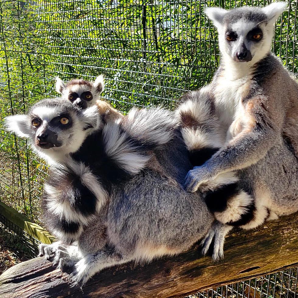 Halloween Fun Coming to 2 Hudson Valley Zoos