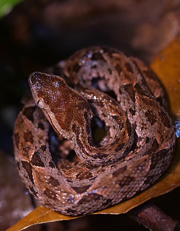 Is the Hudson Valley on the Verge of a Copperhead Snake Invasion?