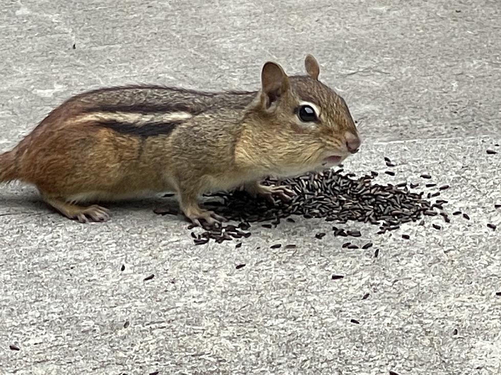 7 Steps to Get a Hudson Valley Chipmunk to Come Up to You