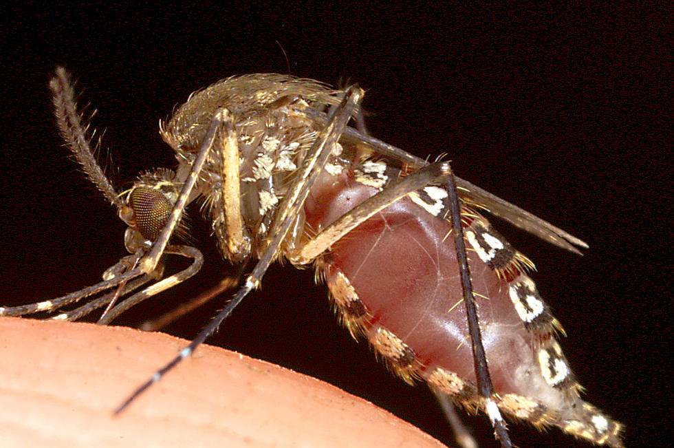 Mosquito Population Explosion Predicted for the Hudson Valley