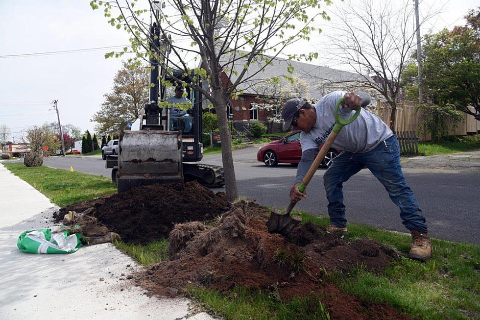 Kingston Plans to Plant Nearly 100 Trees Using Grant Money