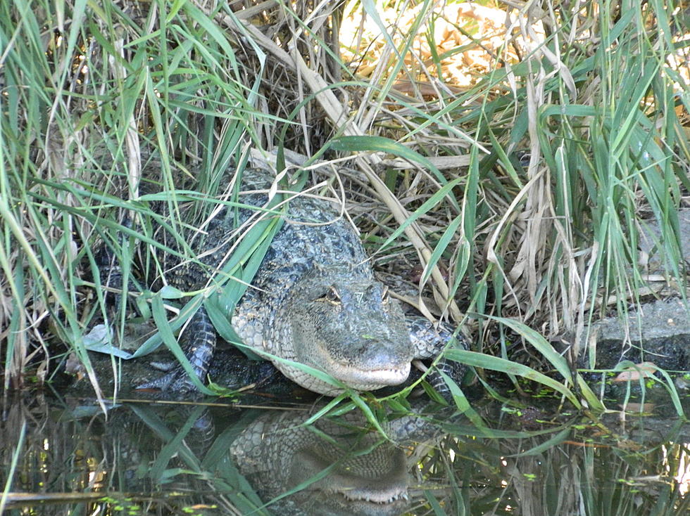 Alligator Captured at Hudson Valley Junior High School