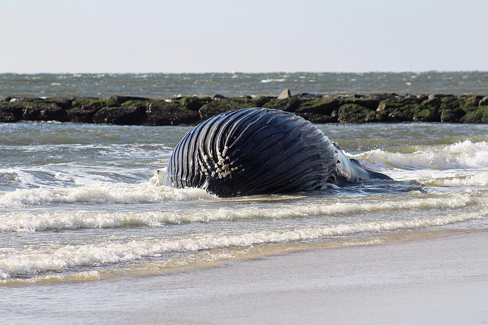 Dead Humpback Whale Washes Ashore Beach in New York