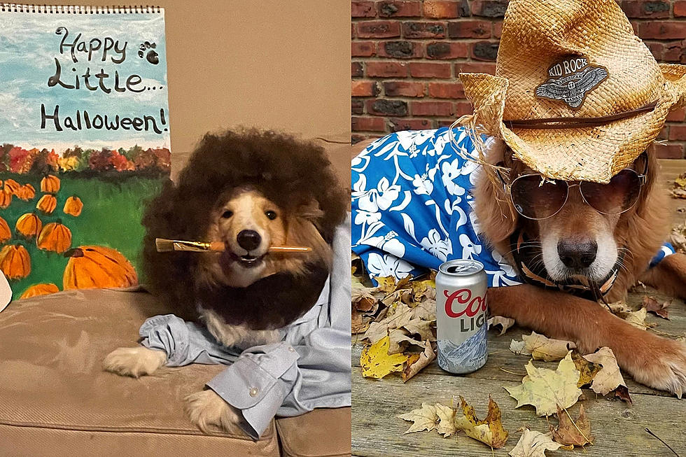 The Best Hudson Valley Pet Costumes of Halloween 2021