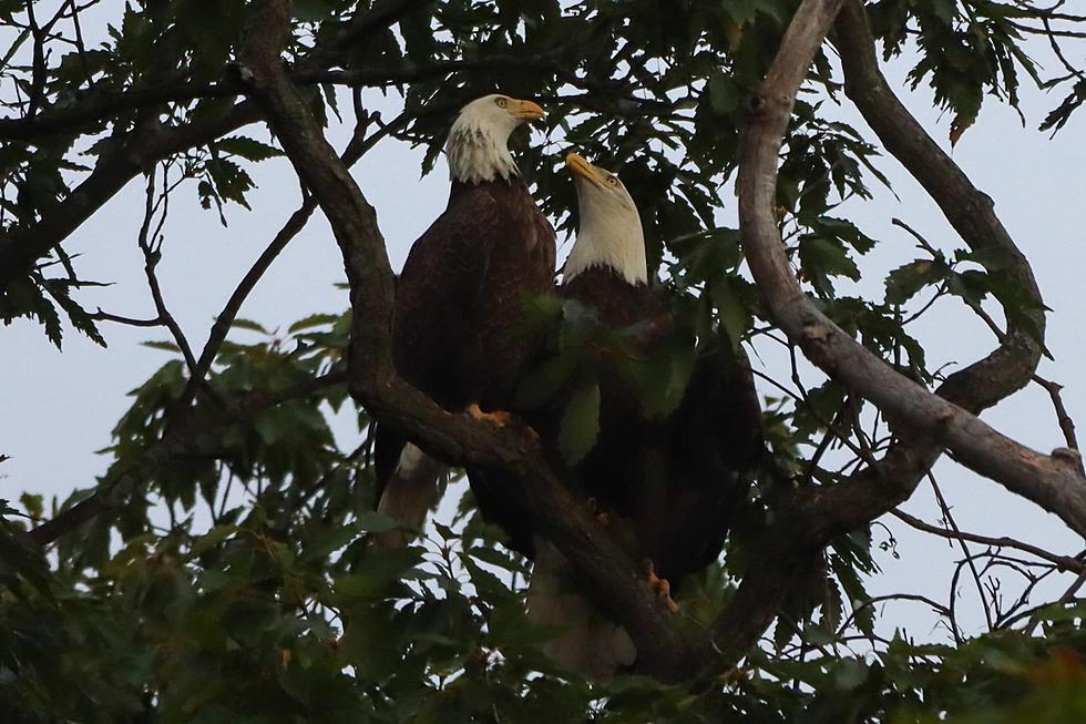 Hudson Valley Eagles or Lovebirds? Powerful Photos Tell the Story