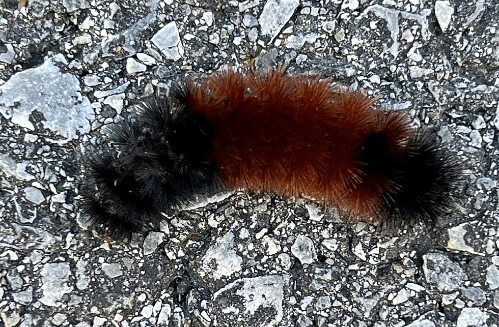 Poughkeepsie’s First Woolly Bear; How Much Snow Does it Predict?