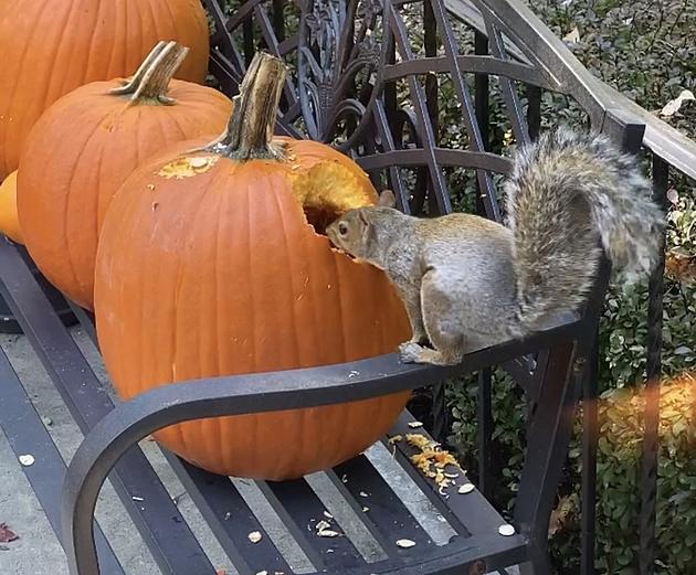 Why Hudson Valley Squirrels Aren&#8217;t Eating Your Pumpkin This Year