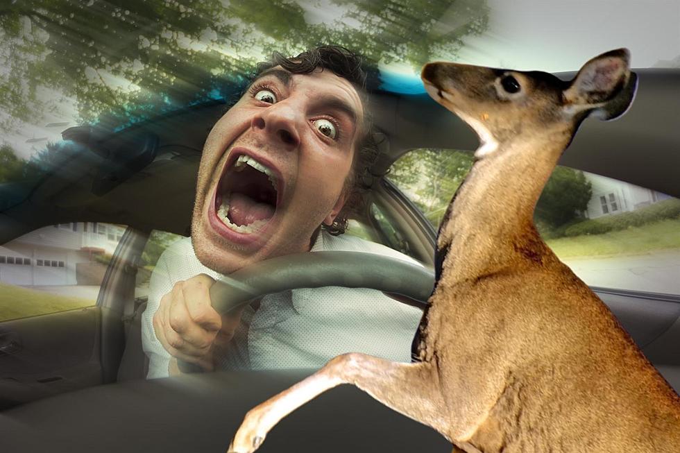 Police: NEVER Make This Stupid Mistake When Driving Past a Deer
