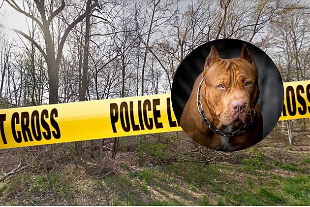 Pit Bull on Walk Escapes, Brutally Attacks Hudson Valley Girl