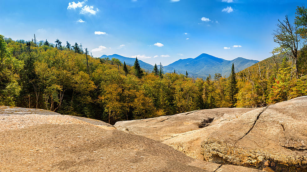 One of the Tallest Trees in New York State Comes Crashing to Earth