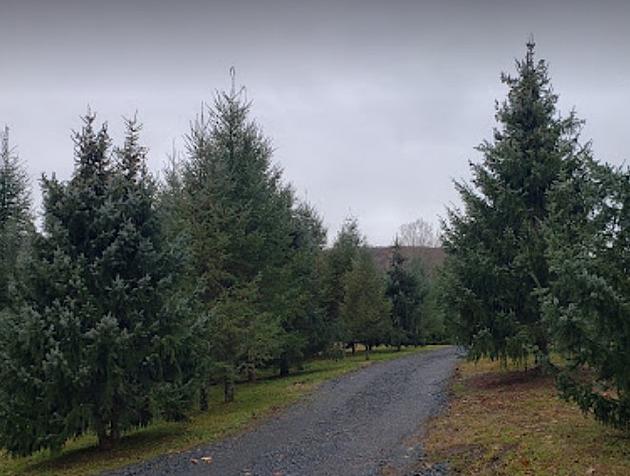 Hudson Valley Christmas Tree Farm Shows True Christmas Spirit