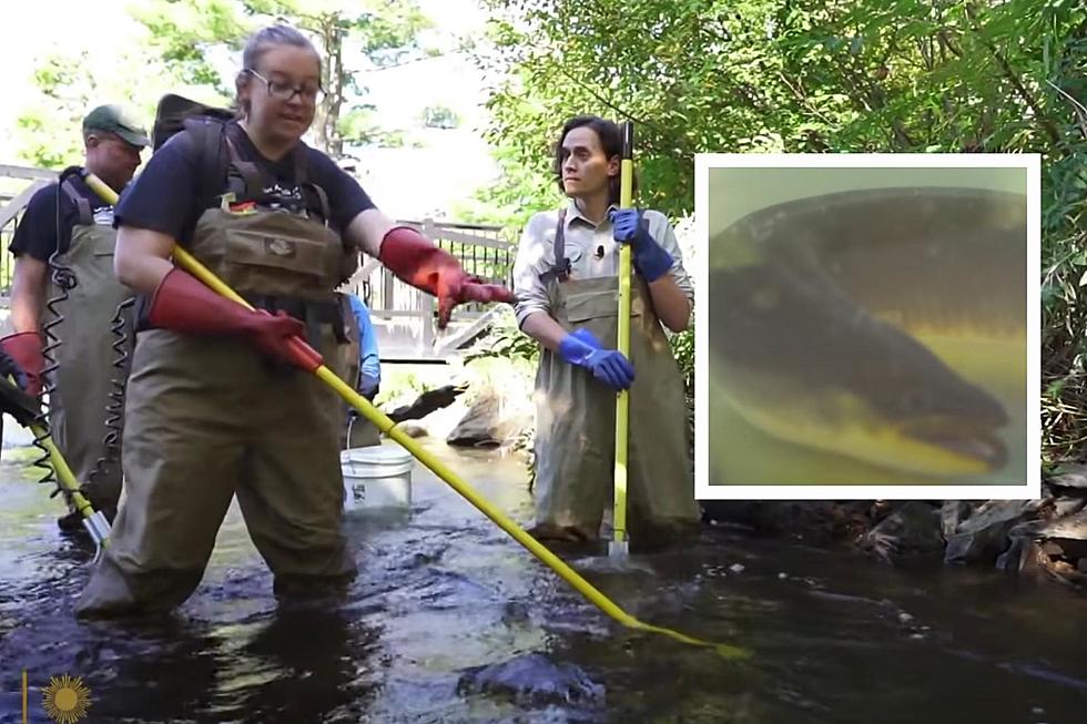 CBS News Uncovers a Mysterious Fish Habitat in Poughkeepsie